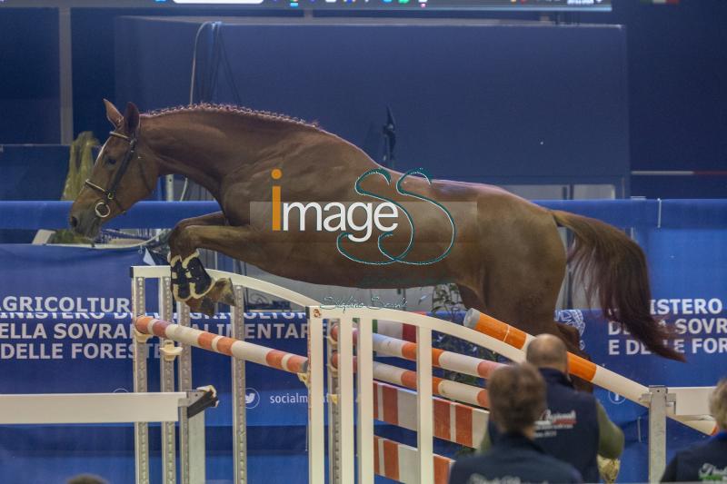 Fly MAgic_Arca_Verona_20241110_SS350150.jpg